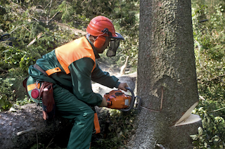 Arborist chainsawing a tree in Round Rock, TX