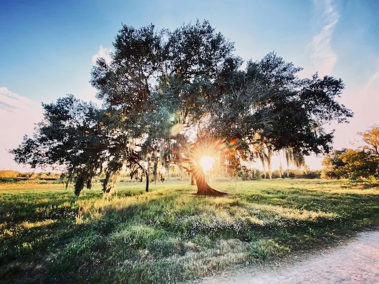 Texas Tree in the sunlight