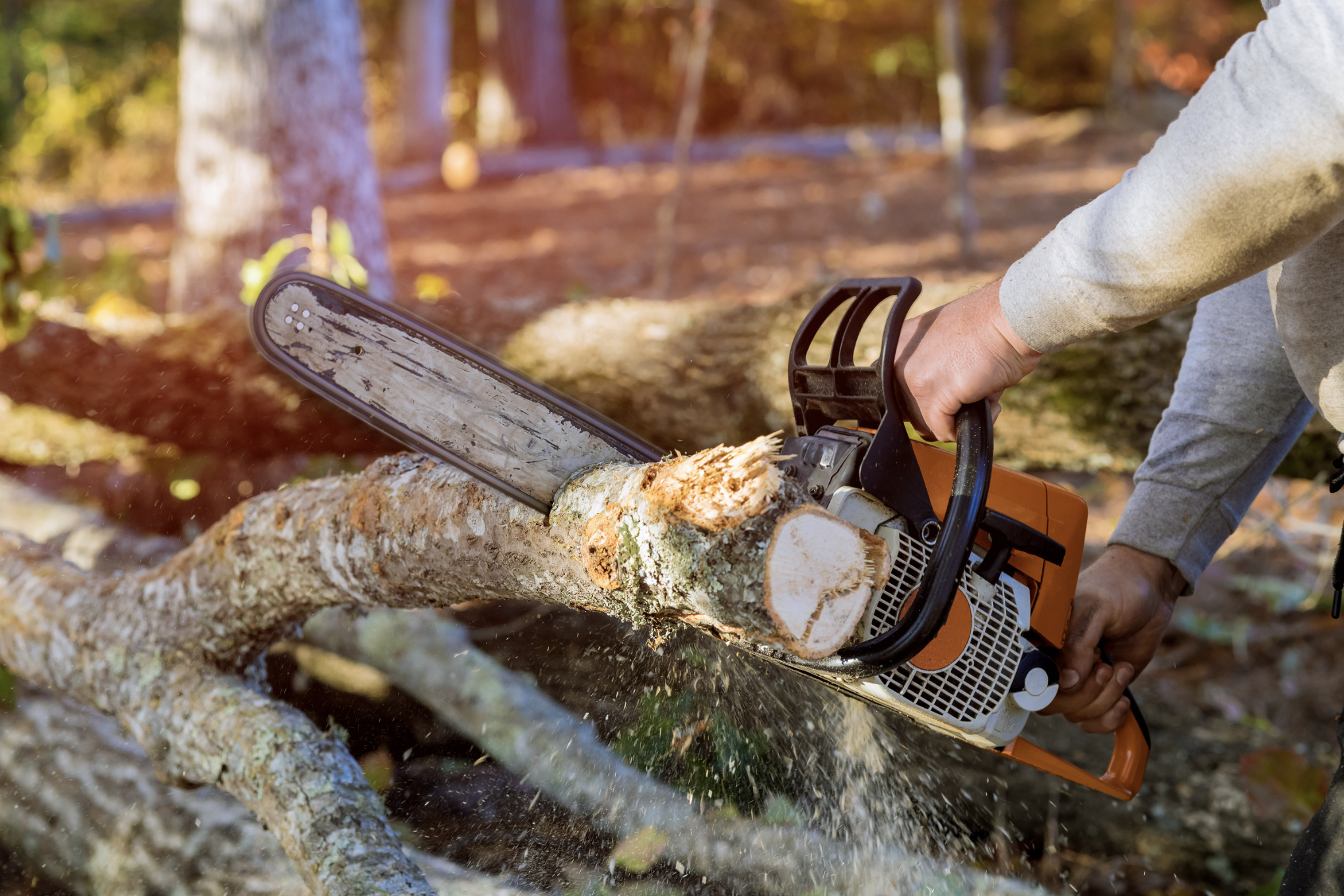 5 Signs a Tree Should Be Removed from Your Property
