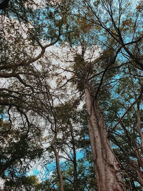 How Do I Know If a Tree Needs to Be Removed in Round Rock, TX?