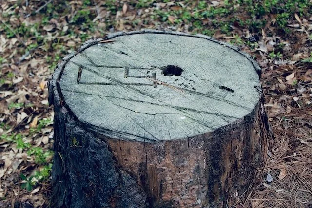 Stump in Round Rock, TX