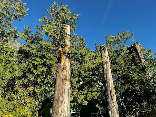 Trimmed Trees in Round, Rock, TX