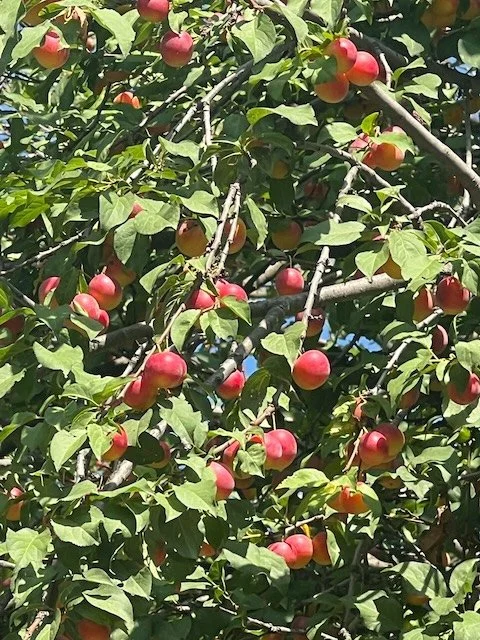 Apples in Round Rock, TX Tree