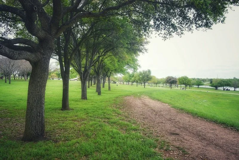 Trees in Round Rock, TX Park.