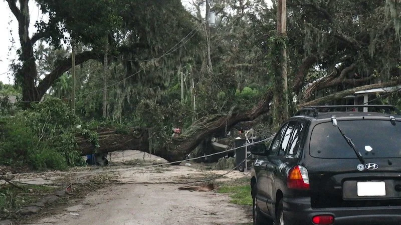 Tree fallen on road in Round Rock, TX