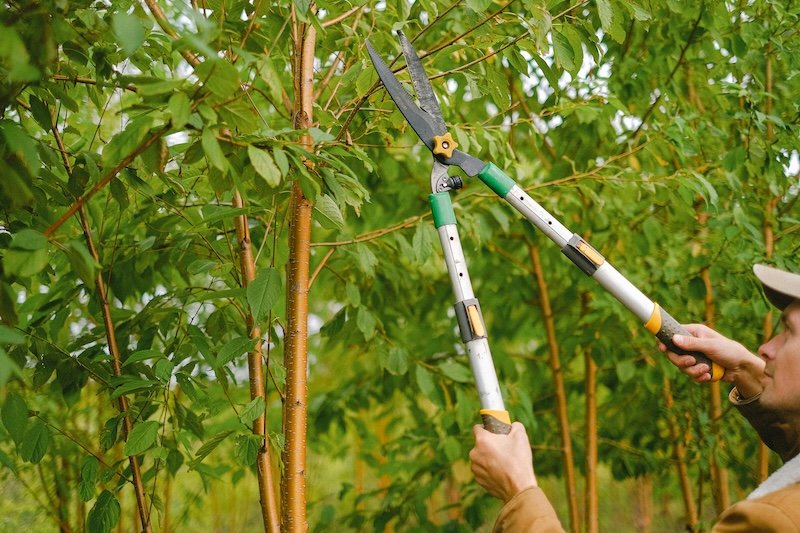 Arborist pruning a tree in Round Rock, TX