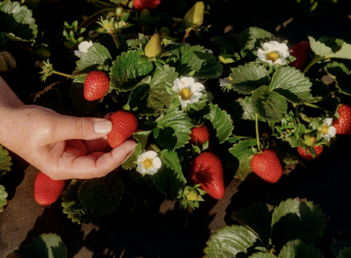 Screenshot 2025-07-31 at 3.37.15 PM.png