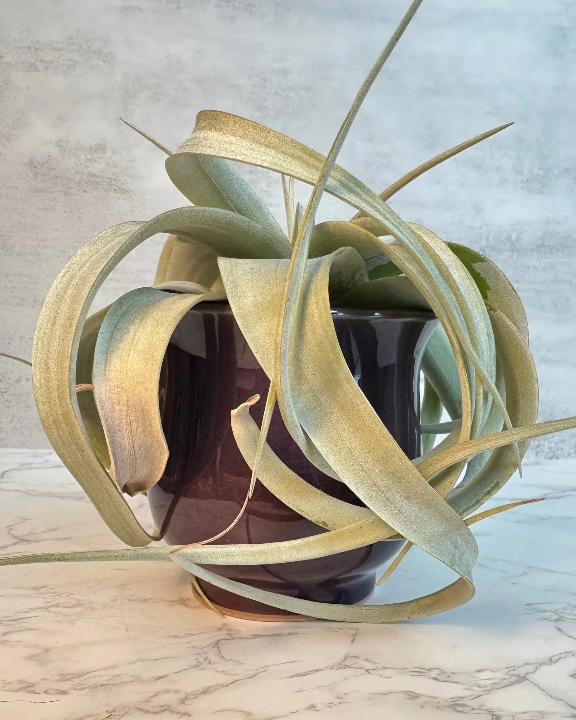 Side view of handmade stoneware planter with Xerographica air plant in deep plum glaze