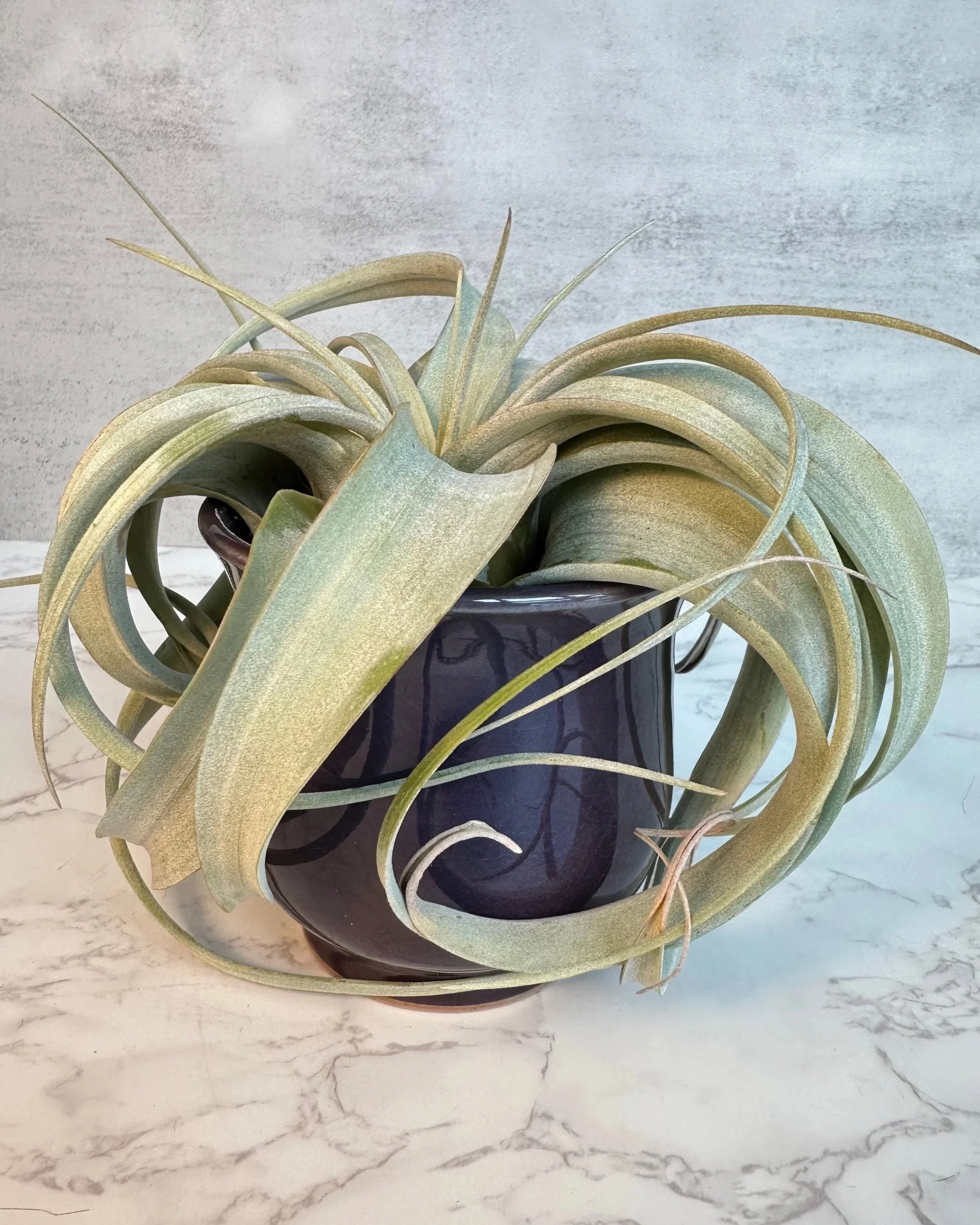 Handmade Stoneware Planter with Xerographica Air Plant