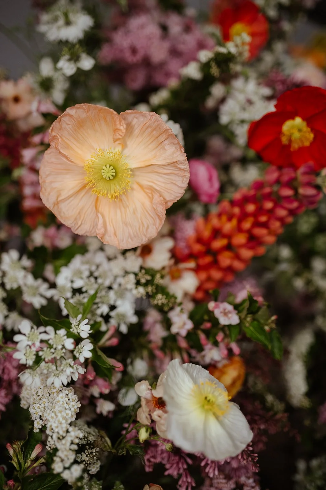 Close-up of peach and white poppy flowers surrounded by smaller pink, white, and orange flowers and greenery.
