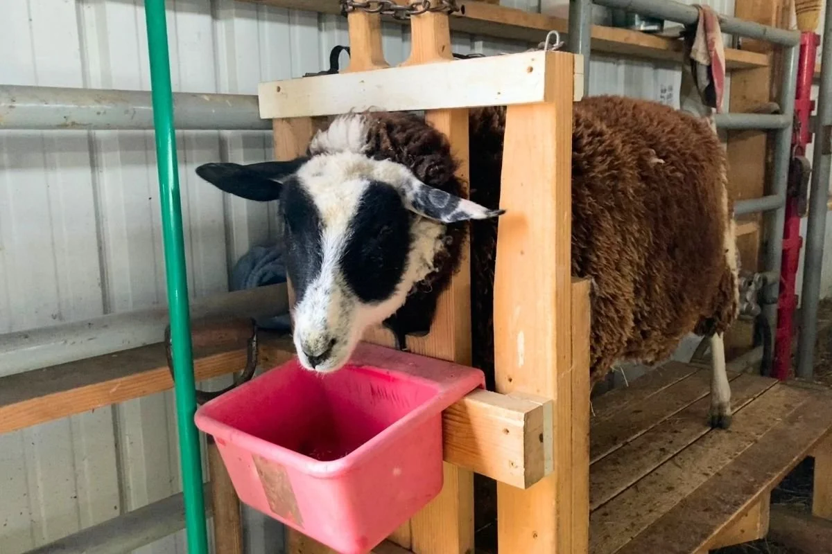 A black and white ewe lamb for sale looks at the camera from the milking stand