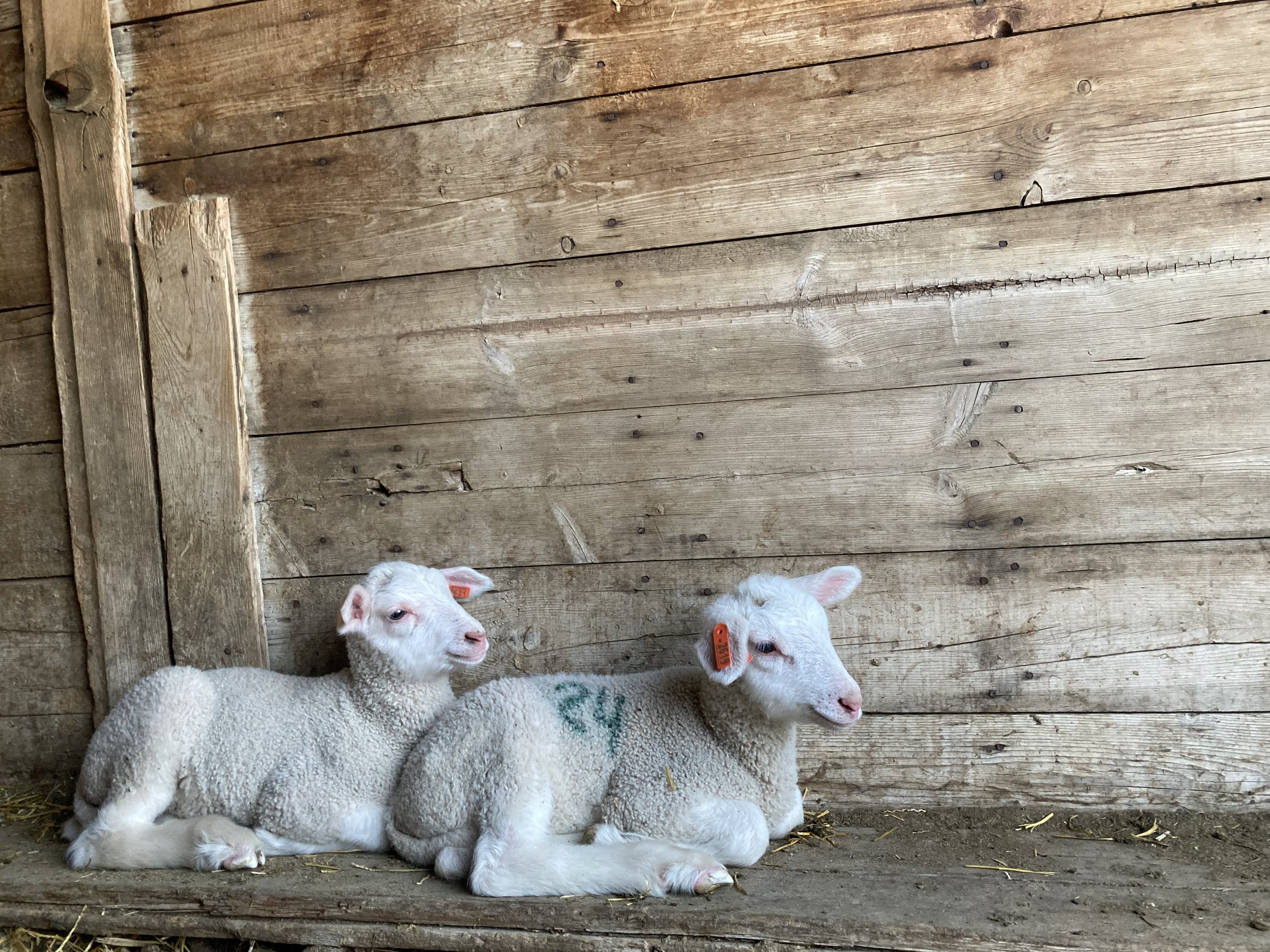 Two white lambs snuggle inside a shed