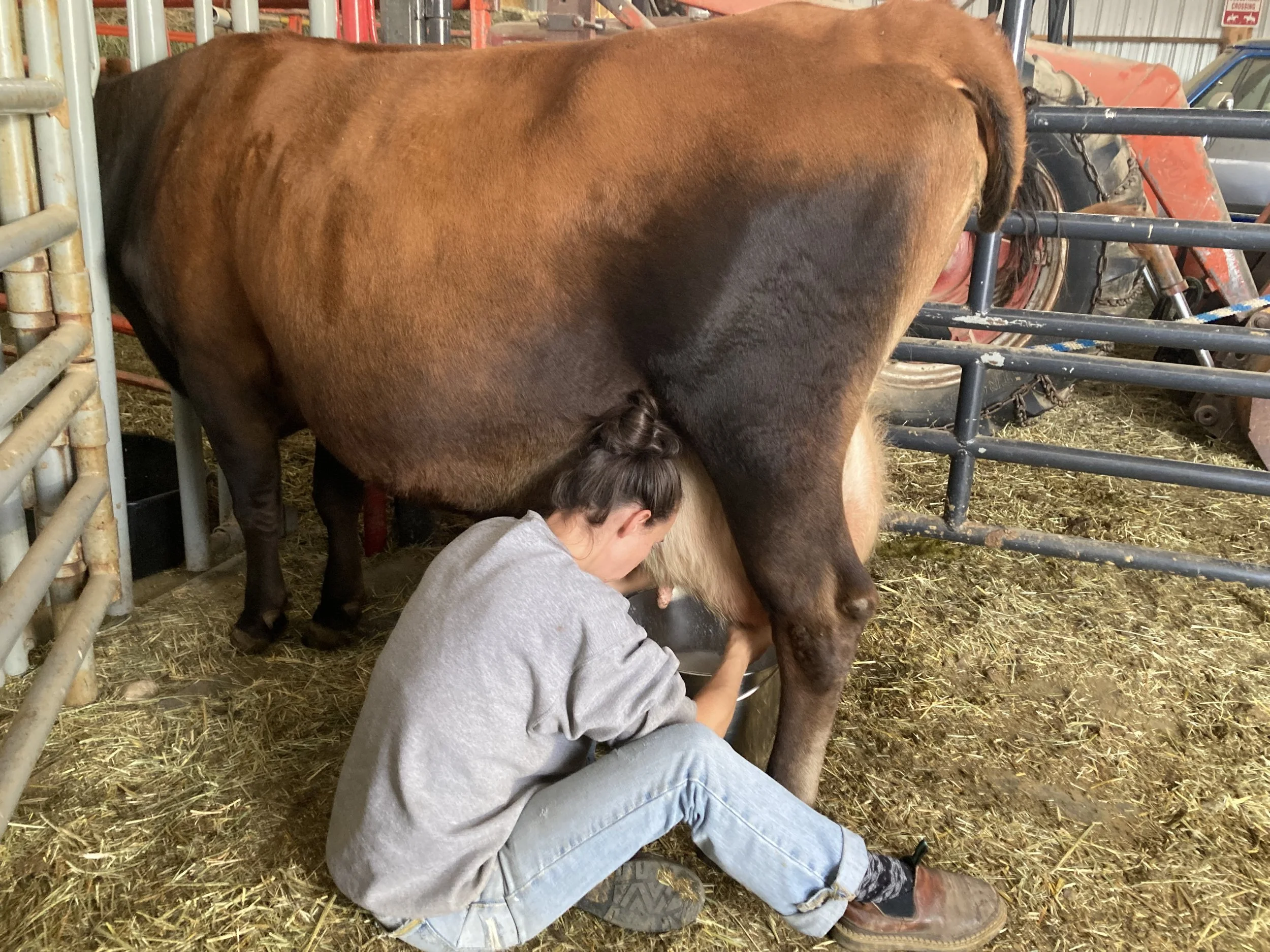 A woman sits on the ground and milks a jersey cow