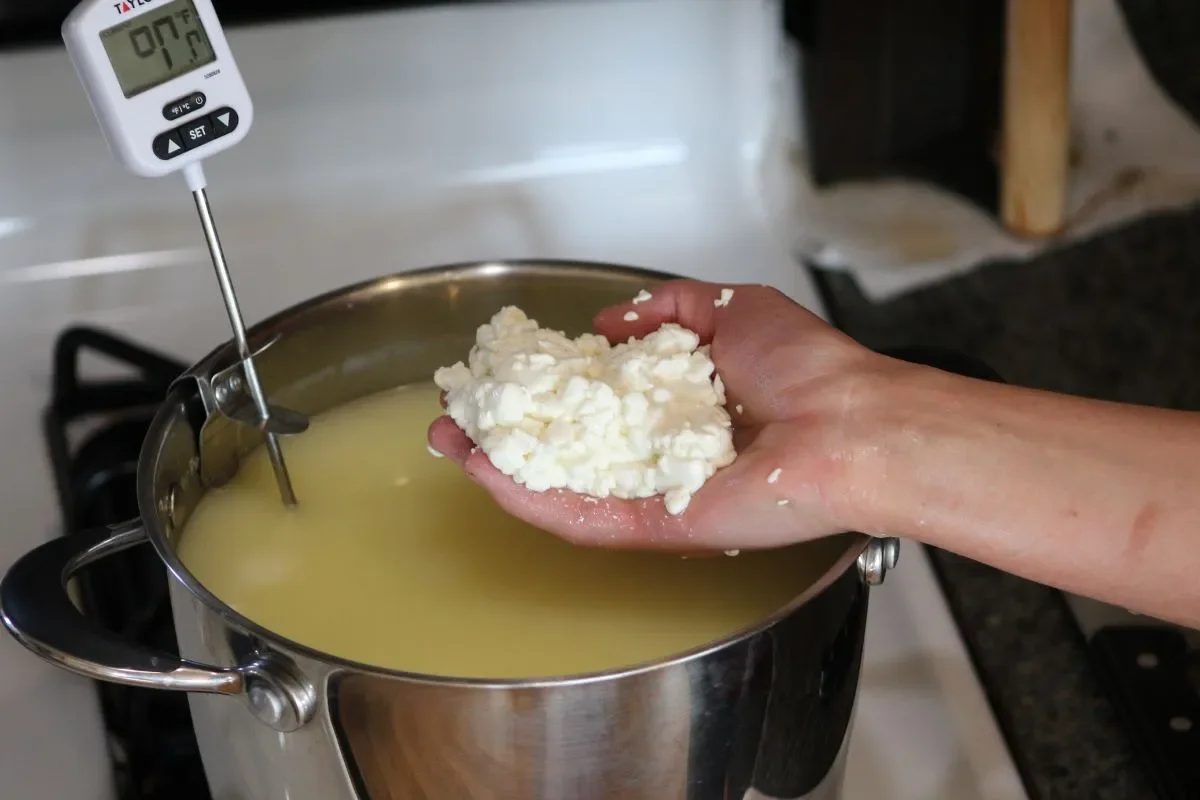 Sheep-Milk-Feta-finished-curds-1.jpg.webp
