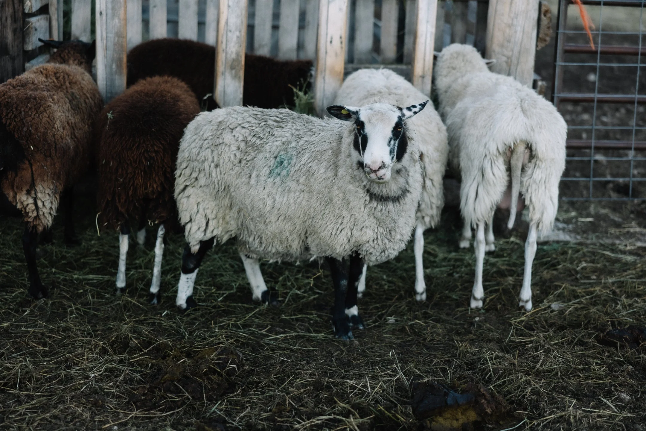 What My Sheep Actually Eat in a Montana Winter (And What It Costs)
