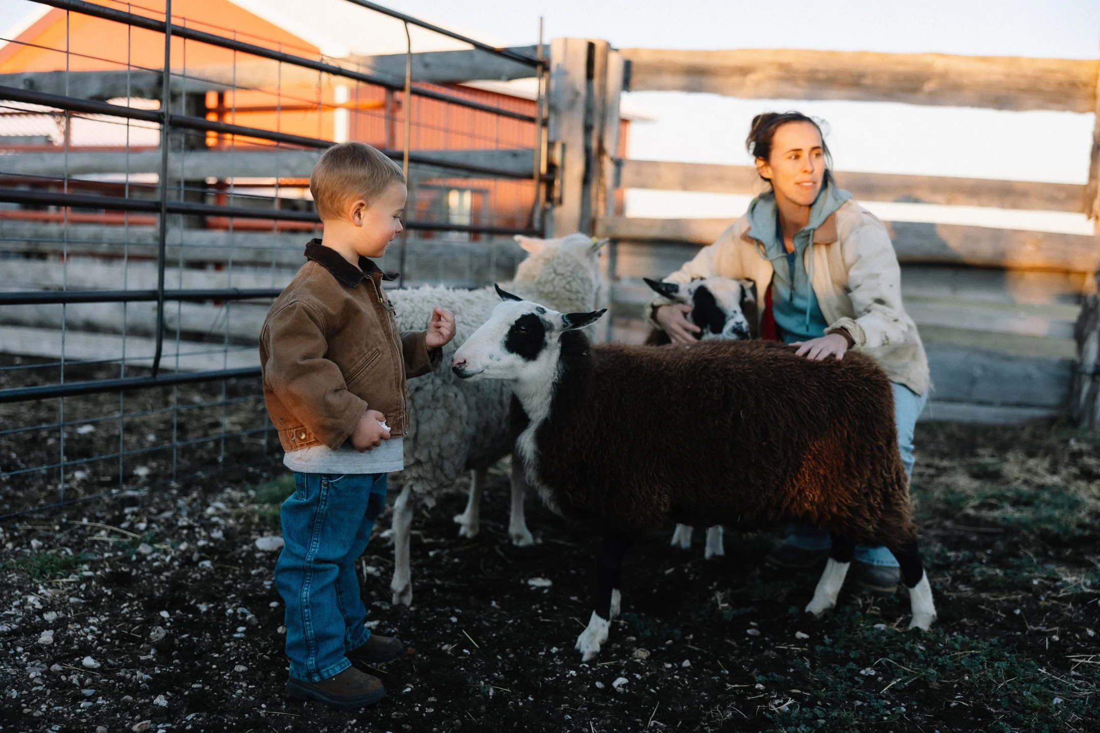 When is my Lamb Ready to Butcher?