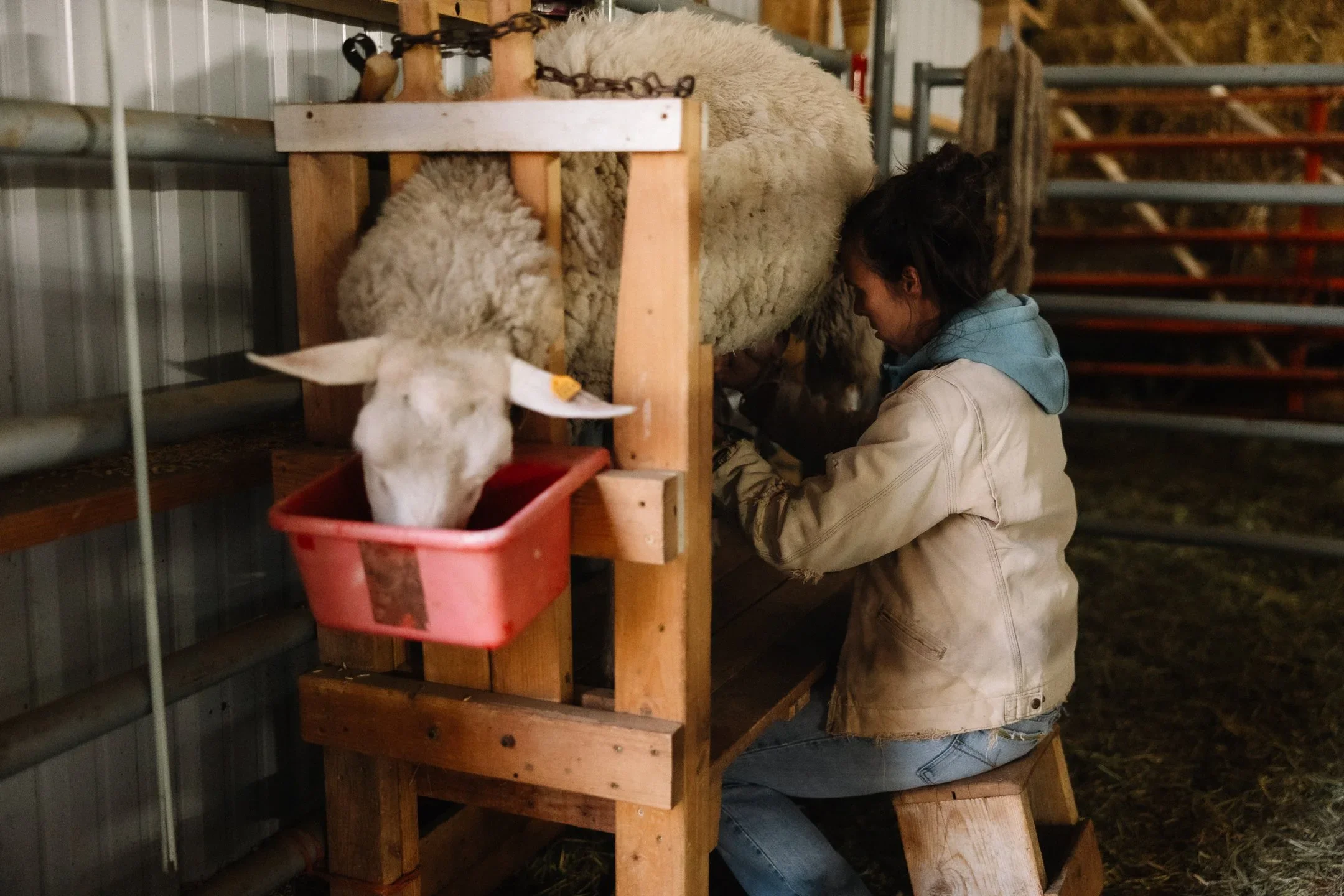 Lamb Sharing: How to Milk Your Sheep Once a Day (Without Being Tied Down)