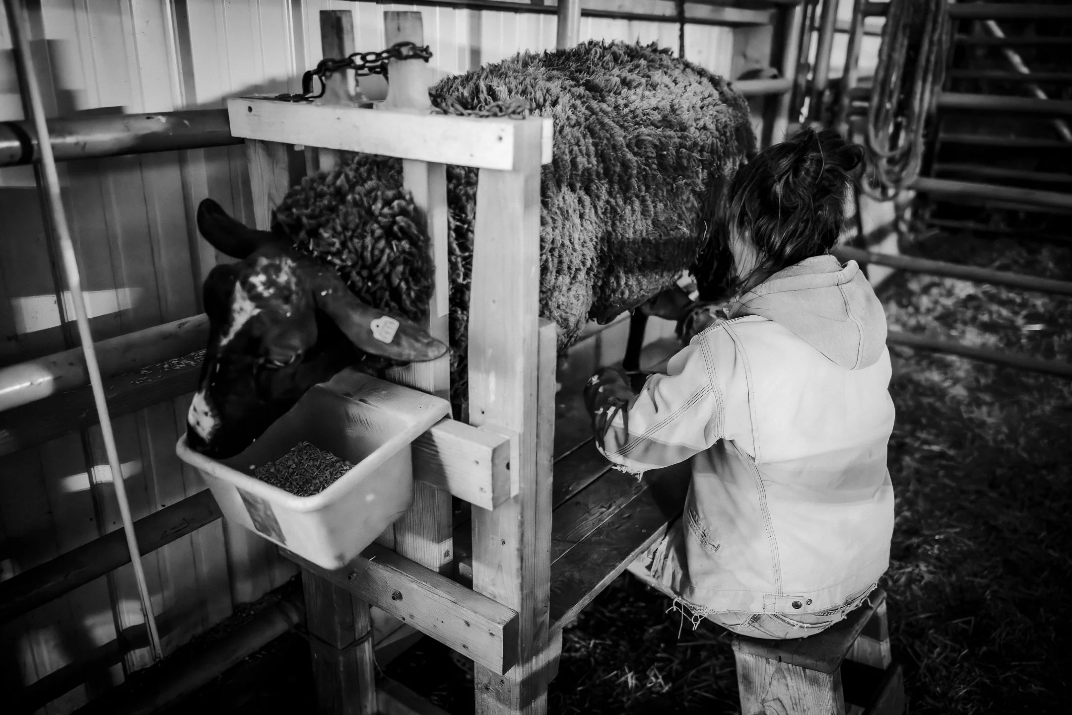 Lamb Sharing: How to Milk Your Sheep Once a Day (Without Being Tied Down)