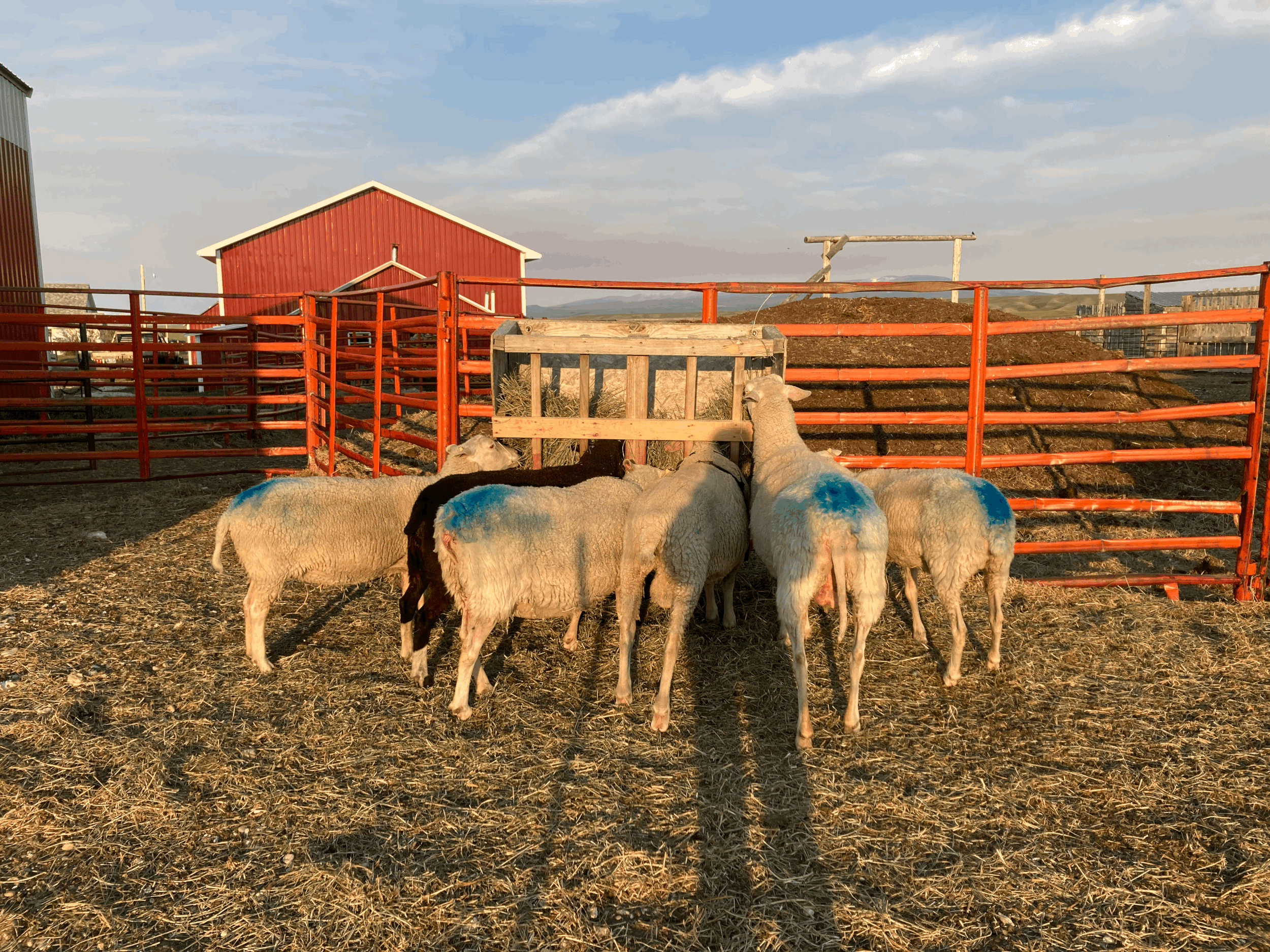 Breeding Sheep out of Season: My Experiment with Fall Lambing Dairy Ewes