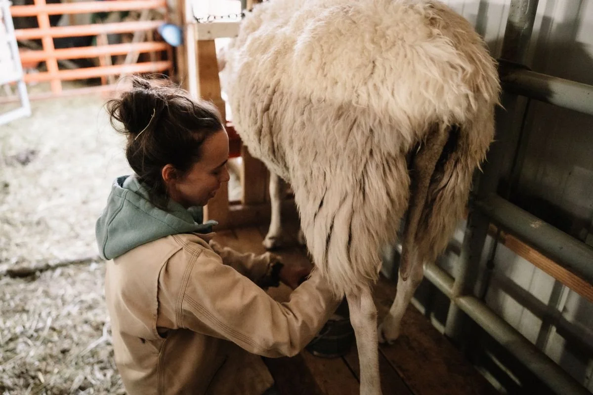 Pre &amp; Post Sheep Milking Routine