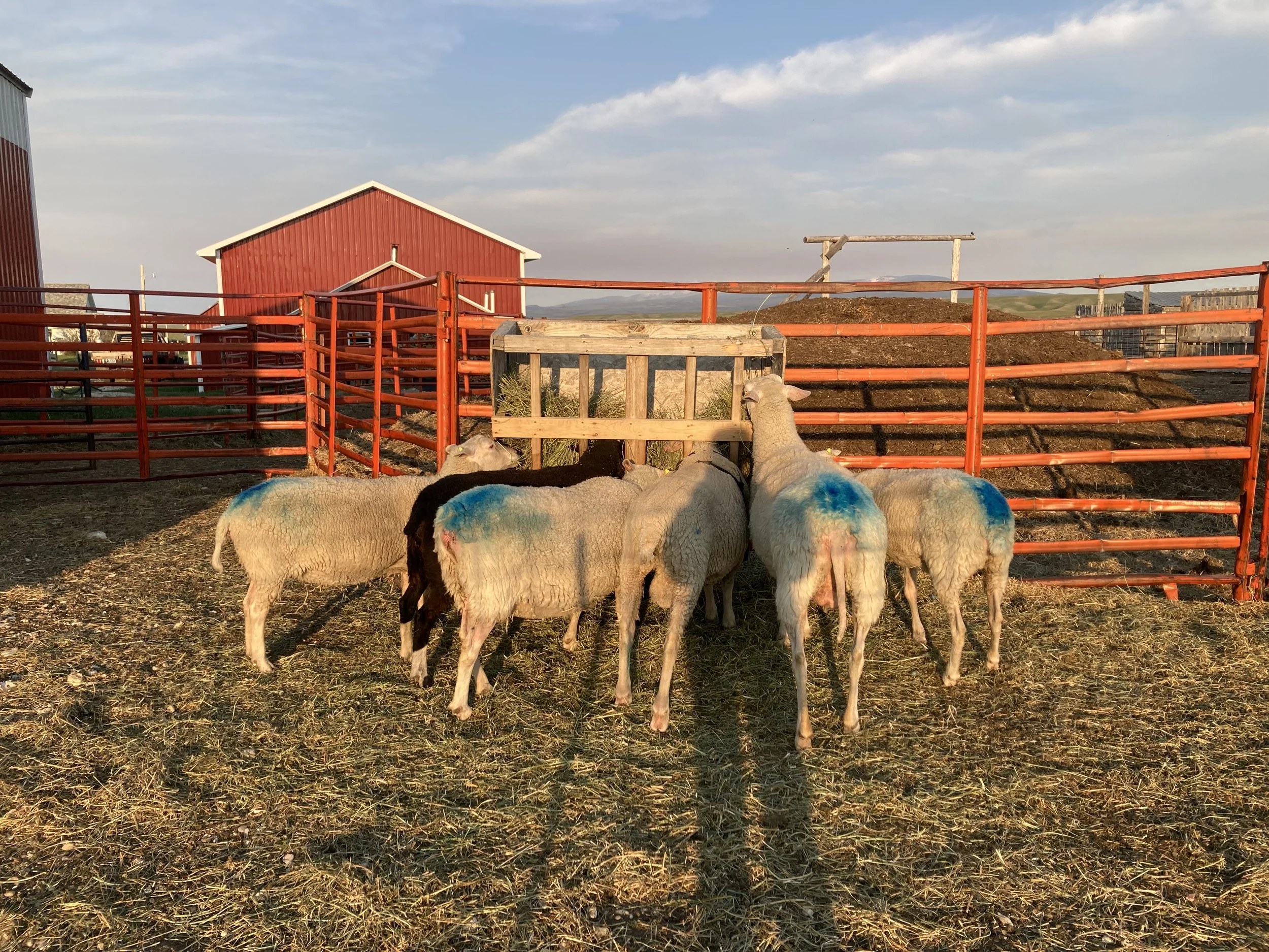 Five ewes eat hay at a feeder with blue bottoms from the ram