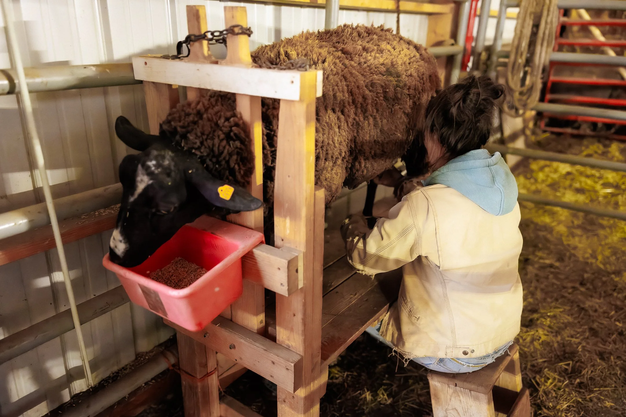 a woman sits on a milking stool and milks a black sheep