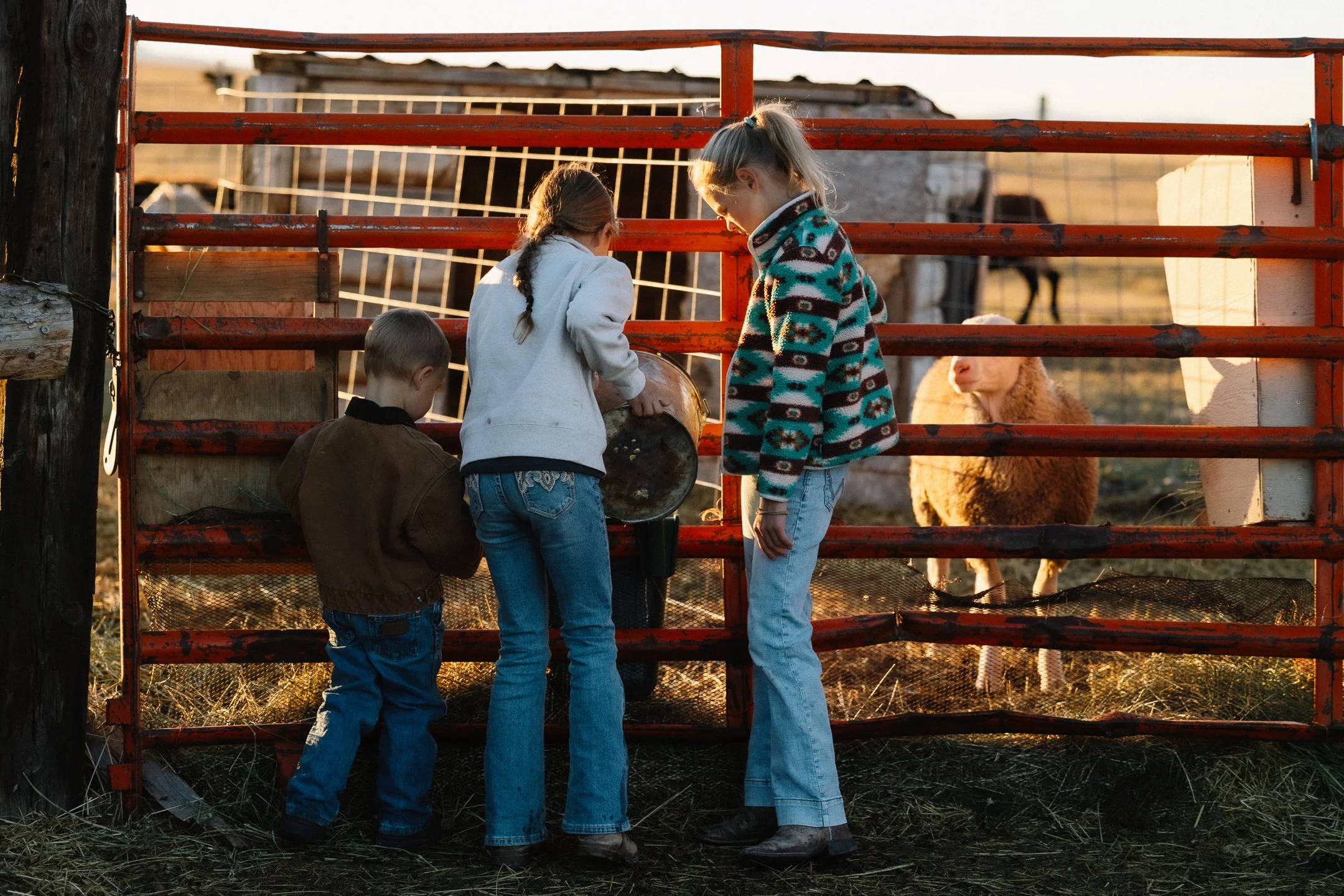 Three kids stand by an orange panel and pour water into a container for sheep