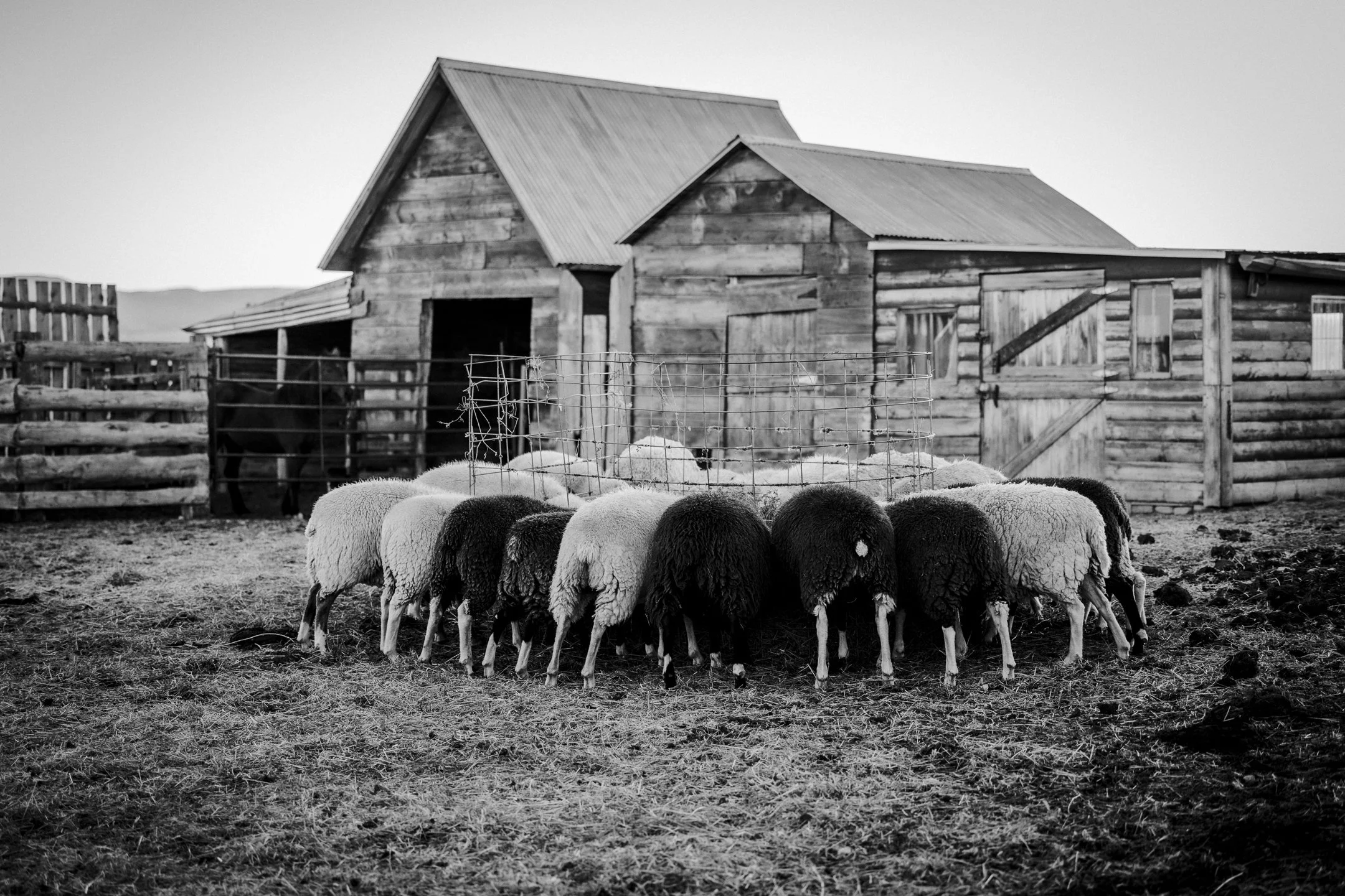 a group of sheep, black and white, all have their heads through a feeder eating hay with old sheds in the background