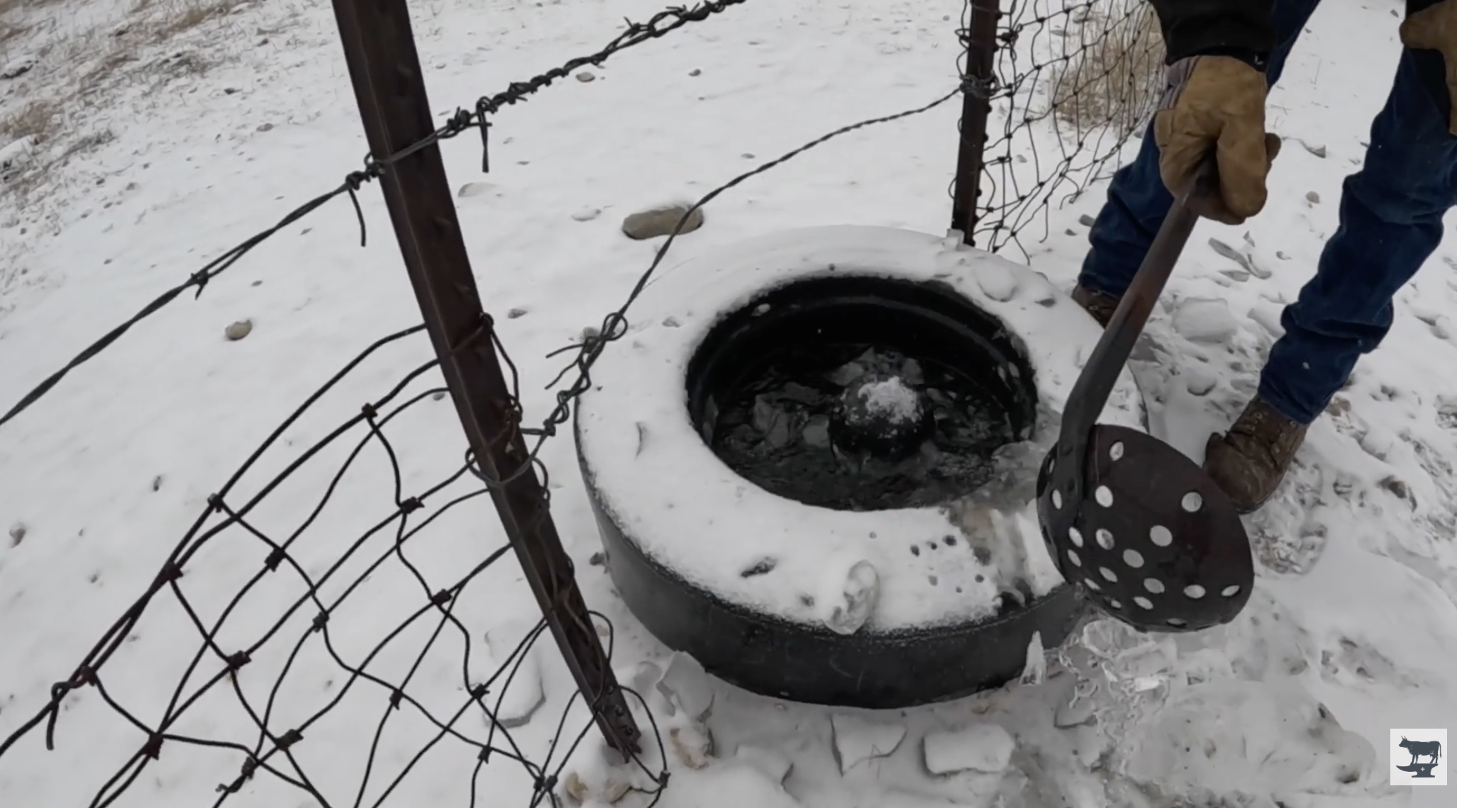 a man uses an ice ladle to scoop ice out of an in ground livestock waterer