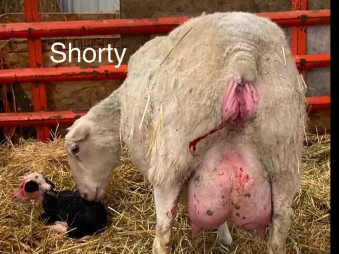 Shorty