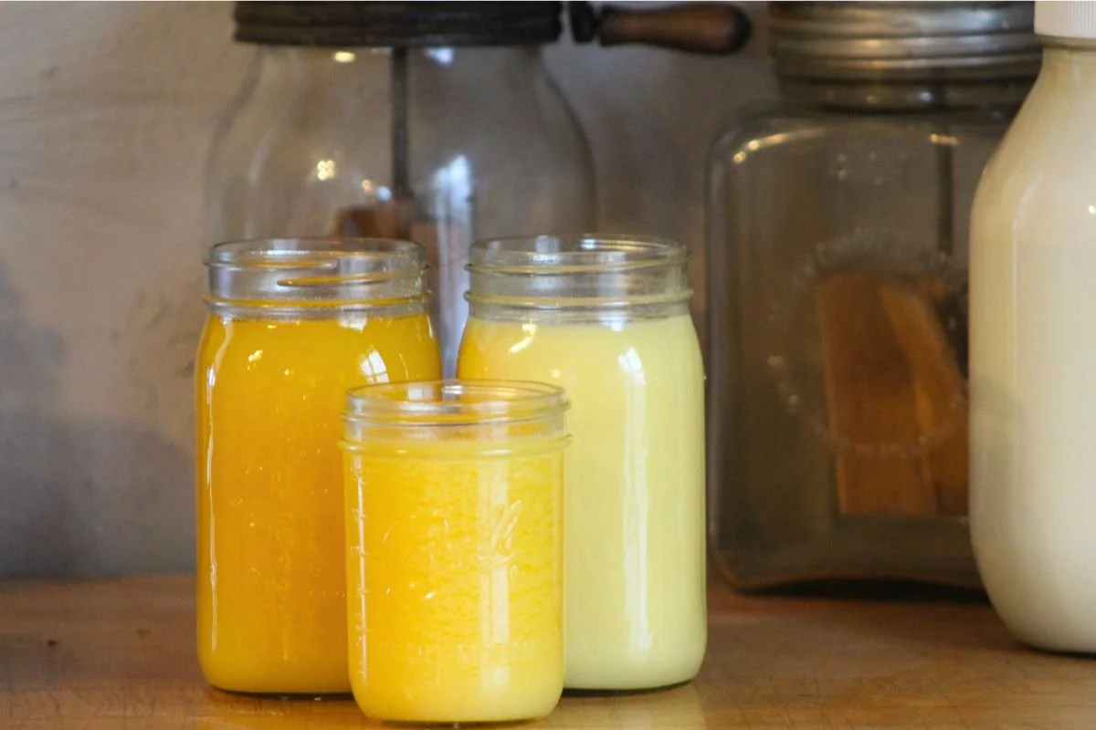 Three jars of golden ghee cool on a counter while a jar of milk and two old fashioned butter churns sit in the background