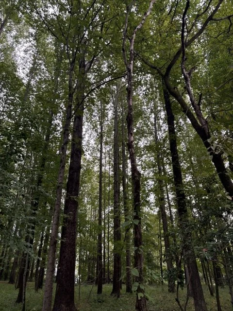 What Grows in the Quiet 