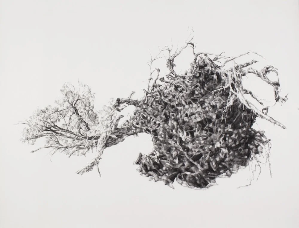 Julie Comnick (USA)