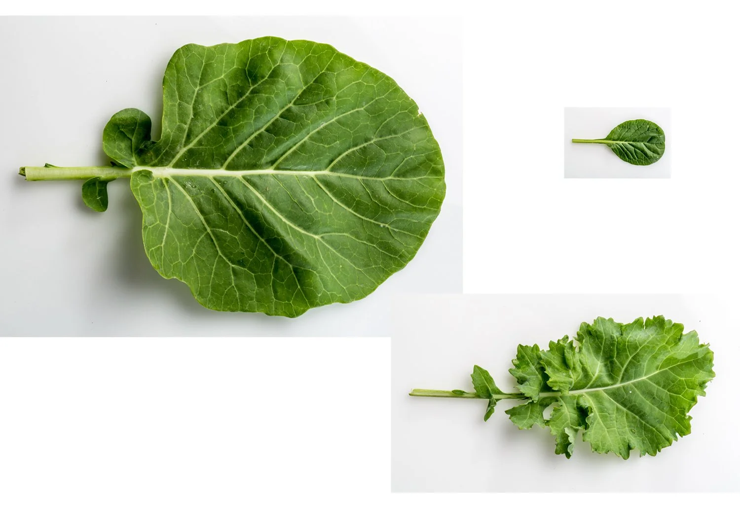 JaneEger_GRGR-FamilyGreens_BeforeRetouching.jpg