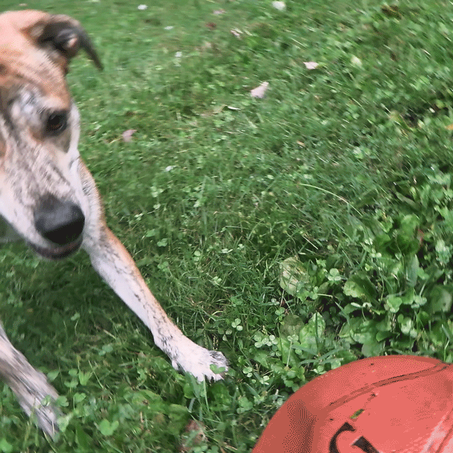 HAP150_650.gif