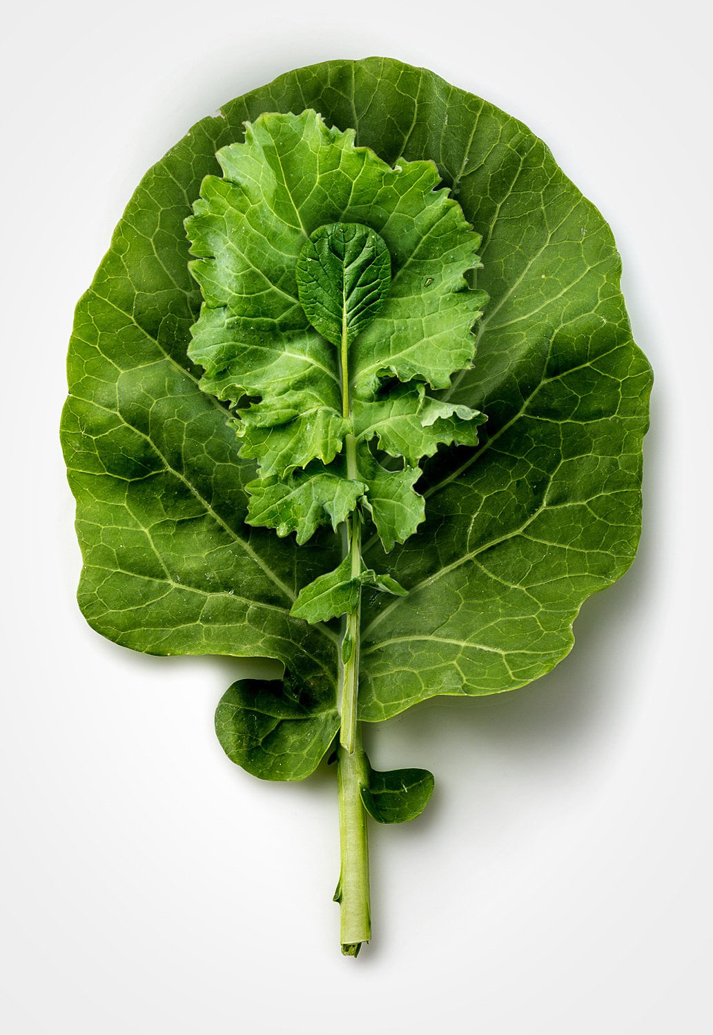 JaneEger_GRGR-FamilyGreens_After_Retouching_vertical.jpg