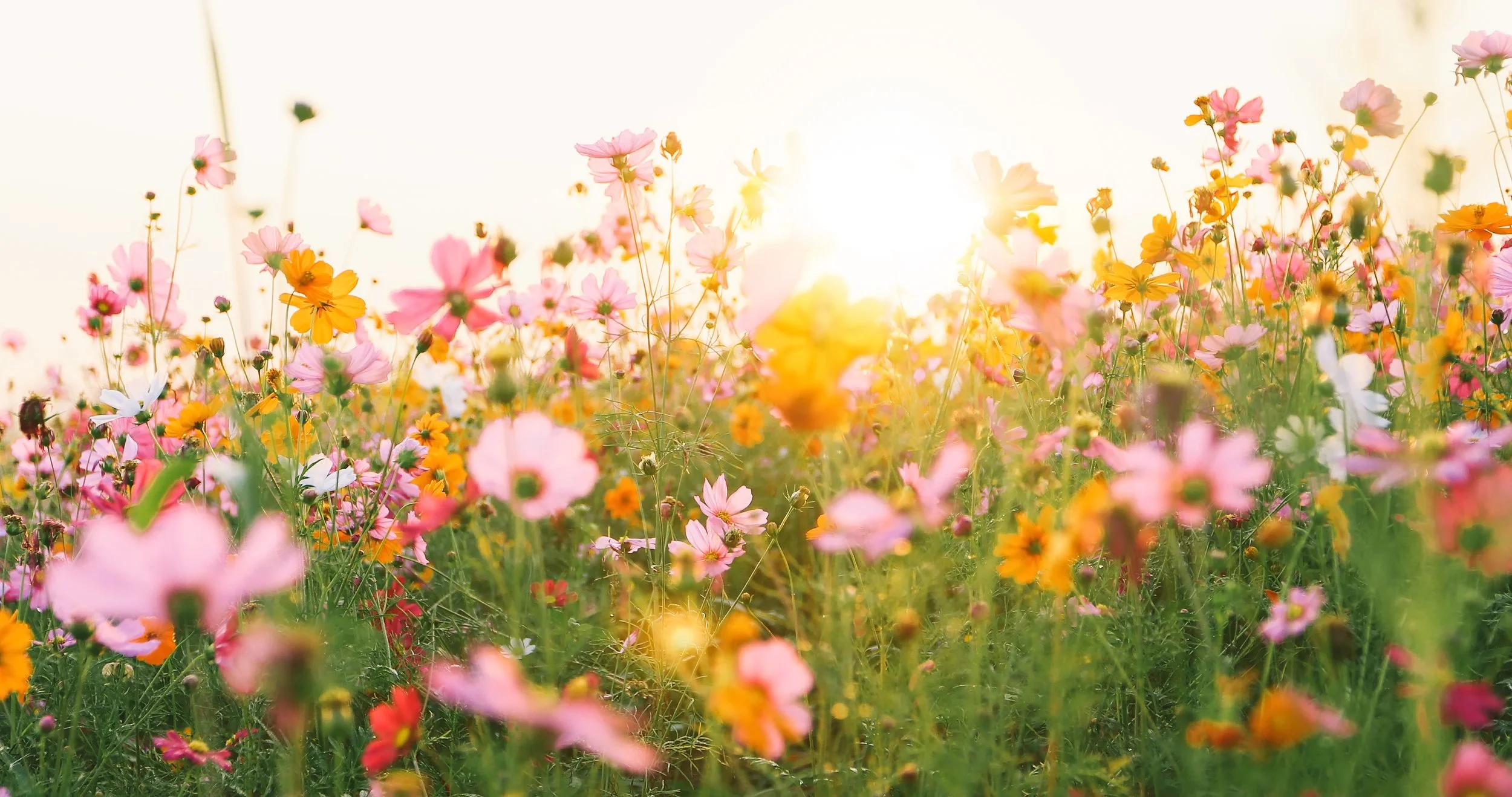 Sunlight shining over a colorful field of pink, yellow, white, and orange wildflowers.