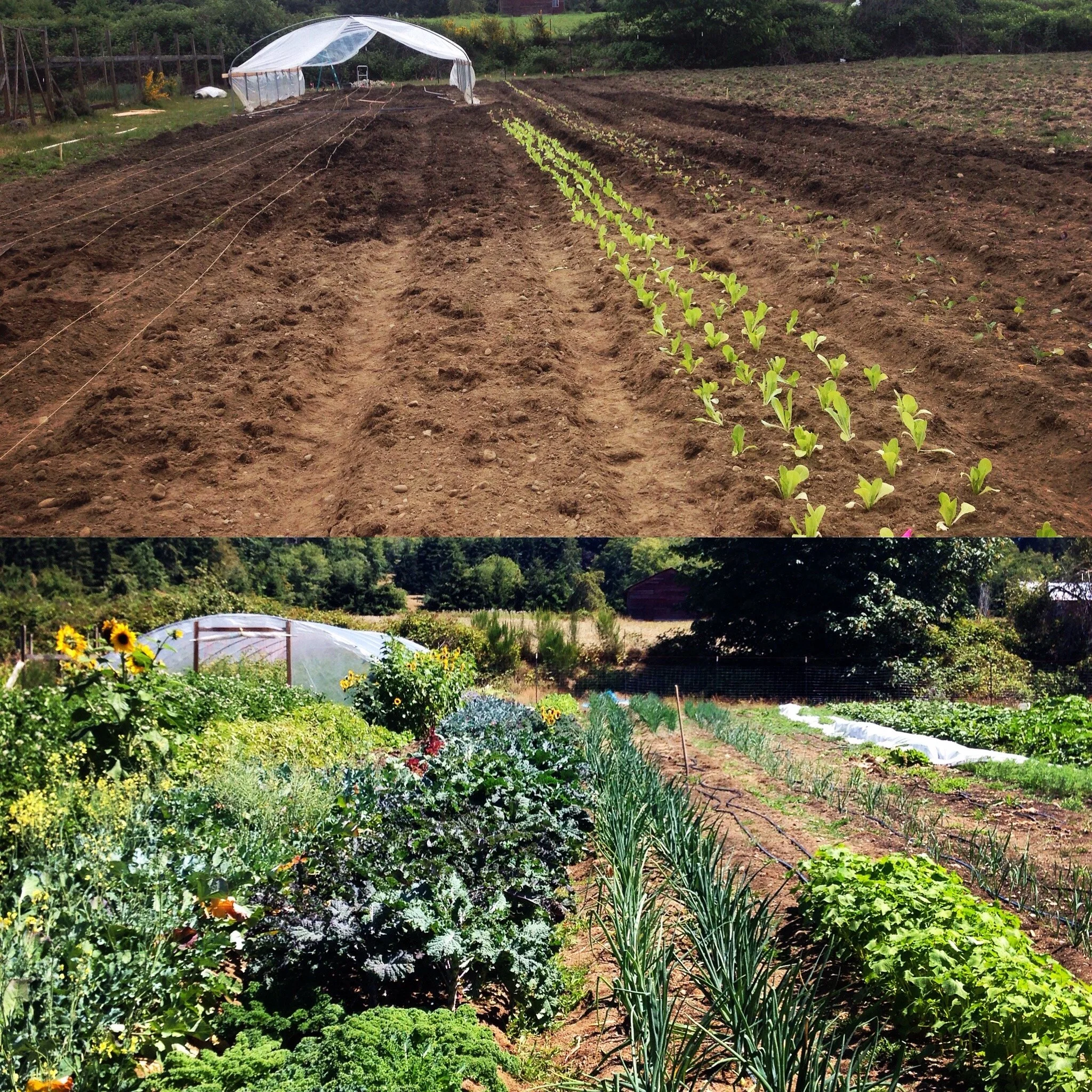 Big News: The Big ACRE is FULLY planted, and we couldn't have done it without YOU!
