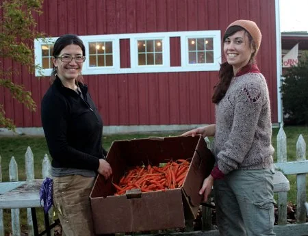 Greenbank Farm carrots for December nutrition!