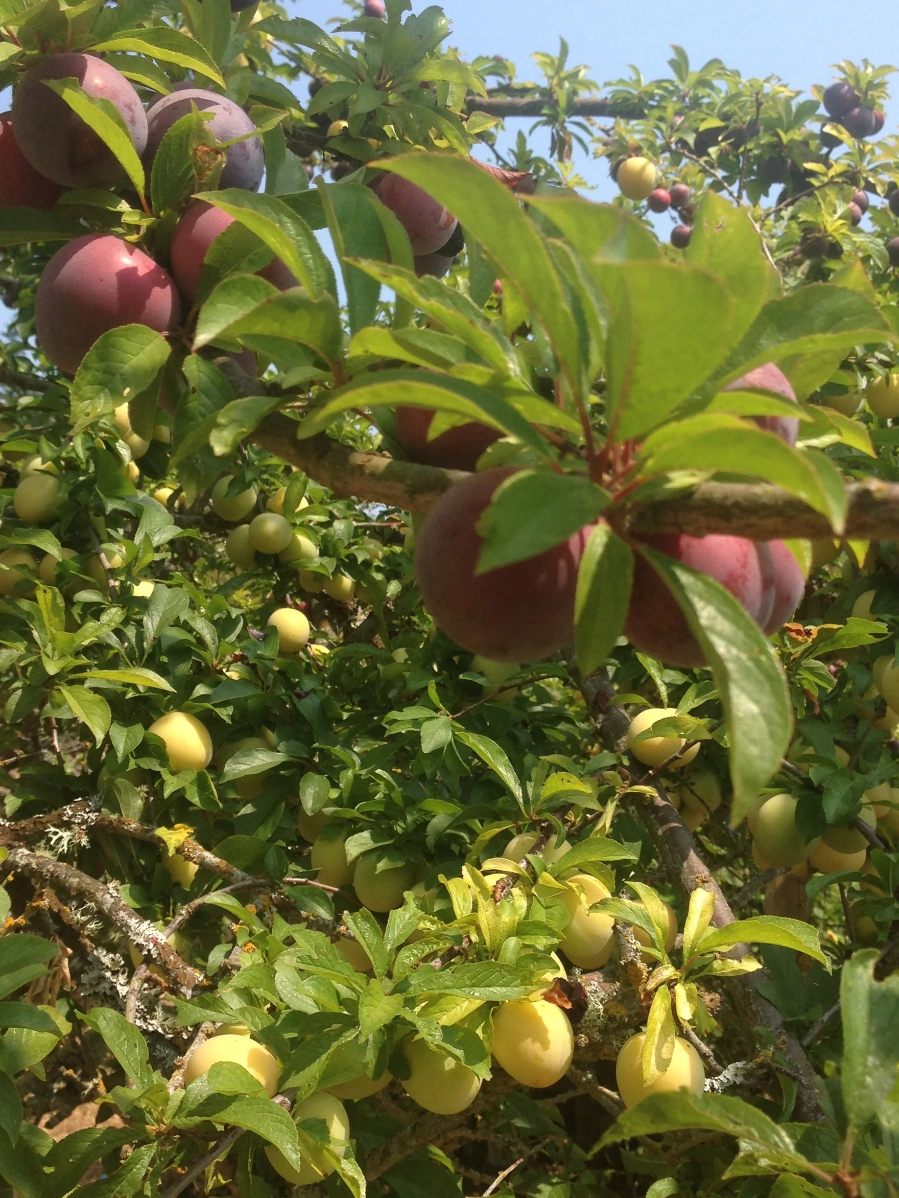 FALL FRUIT TREE PRUNING CLASS WED 10/7