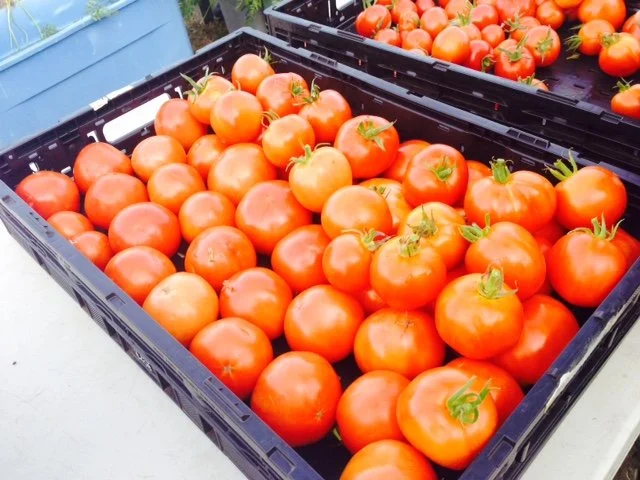 2015 Season Successes and Reflections: Harvest Increases and Extra Growing Space for Next Year