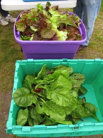 harvest.jpg