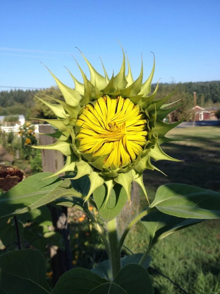 closed-sunflower.jpg