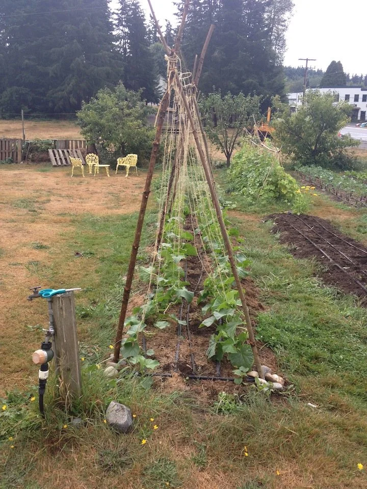 cuke-trellis.jpg