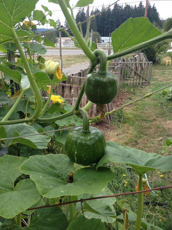 hanging-squarsh.jpg