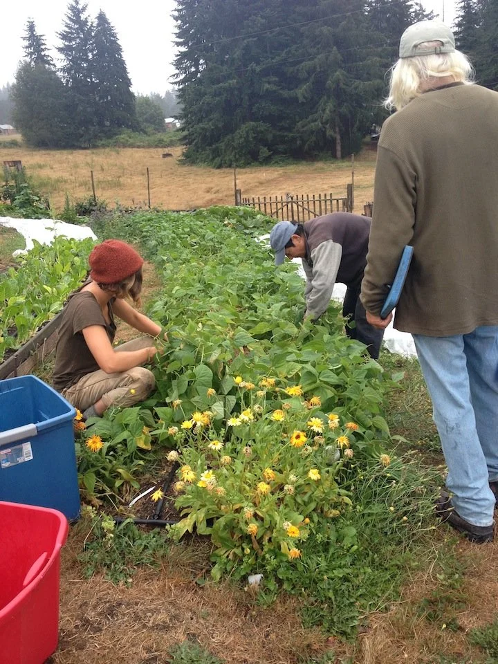 harvesting-beans.jpg