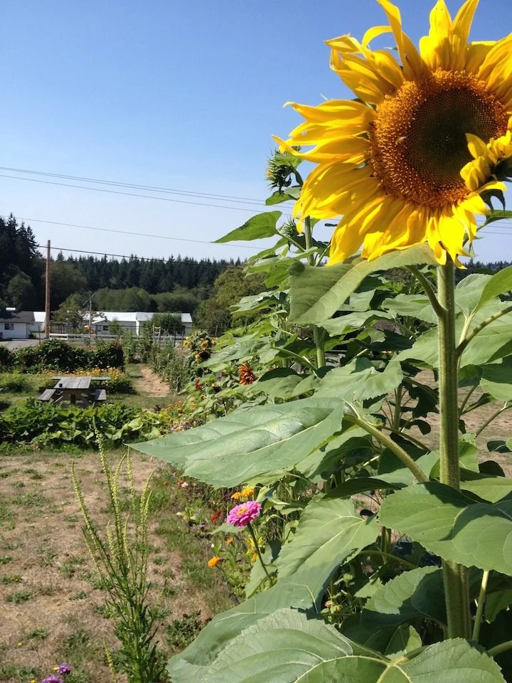 sunflowers.jpg