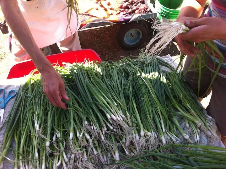 scallions.jpg