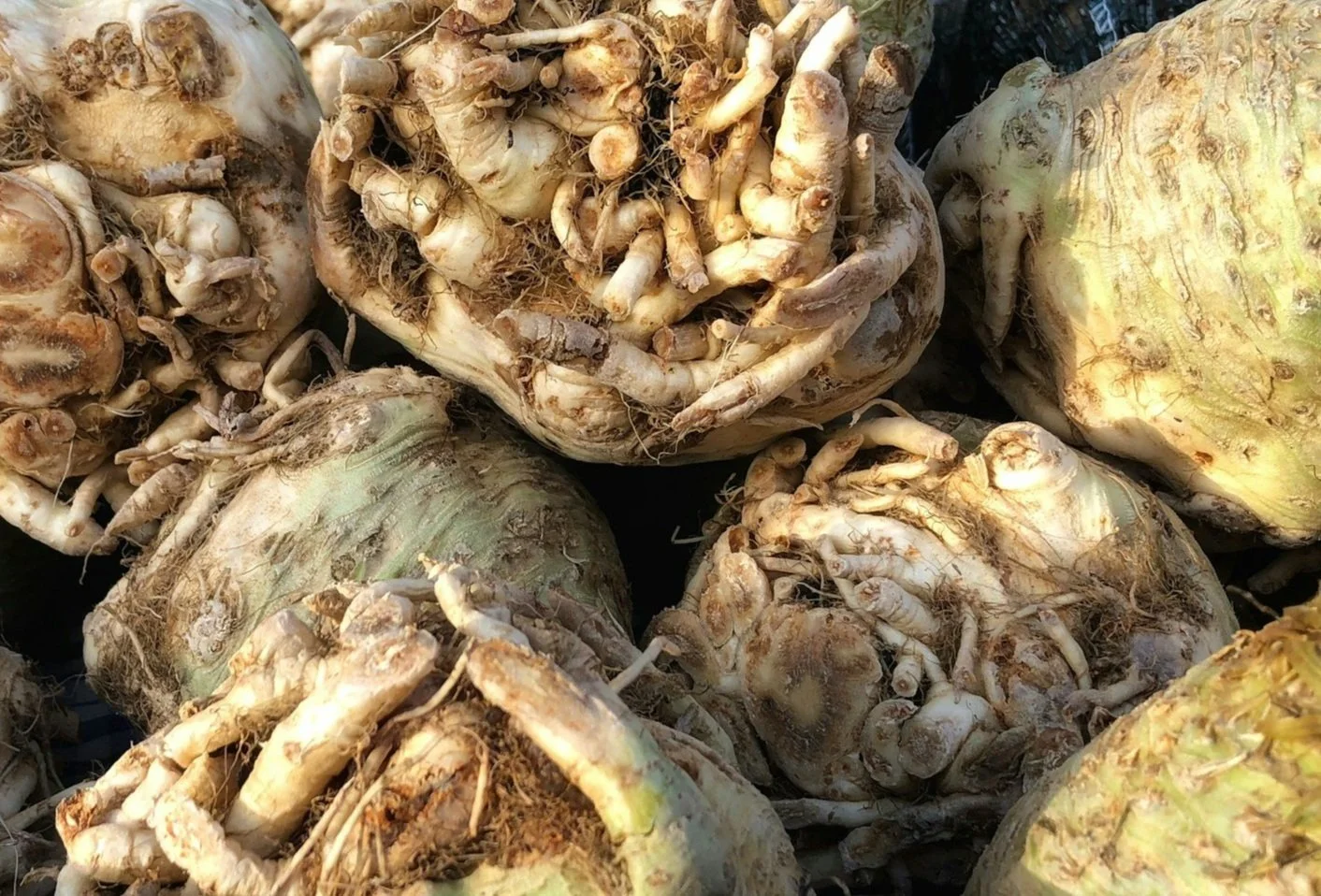 Recipe: Celeriac soup