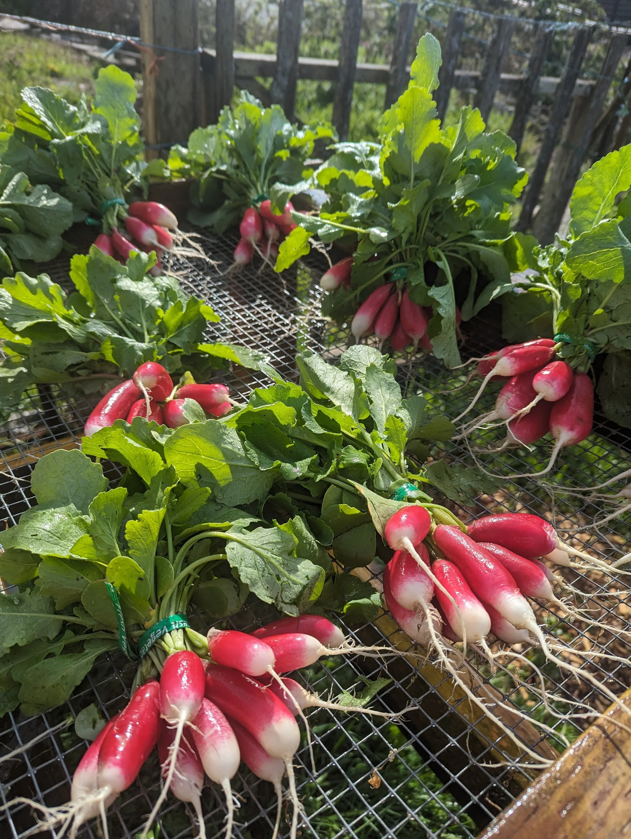 Recipe: Spring Salad